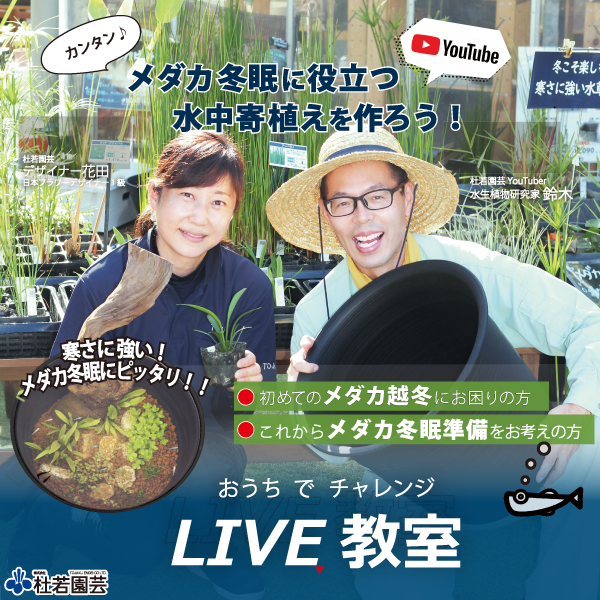 set-1083【YouTubeライブ教室】メダカ冬眠に役立つ！冬のビオトープセット