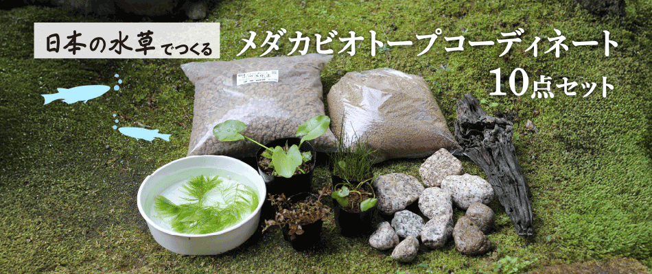 set-1091トップバナー
