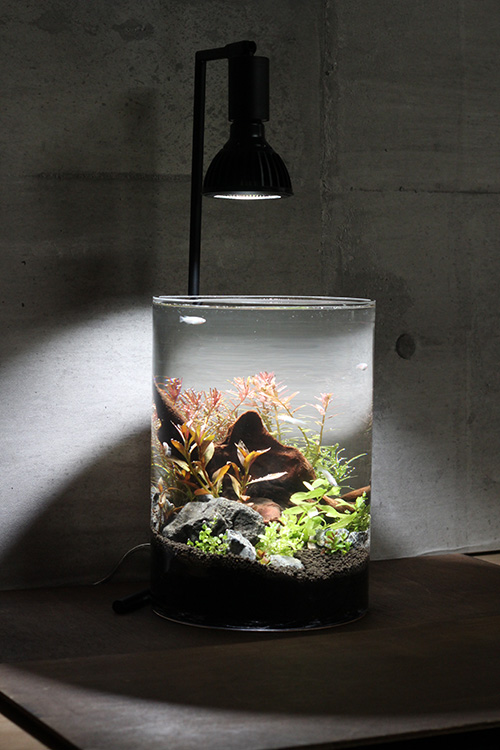 癒しのアクアリウムキットメインイメージ