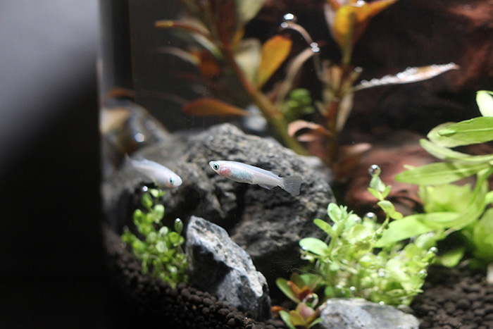 アクアリウムで泳ぐメダカイメージ