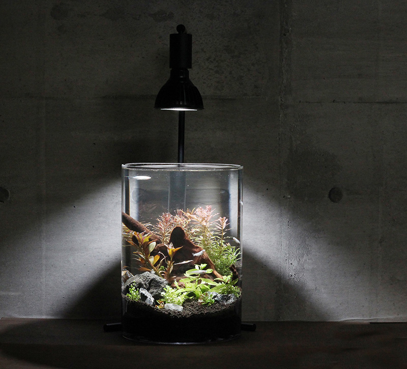 メダカアクアリウムイメージ画像