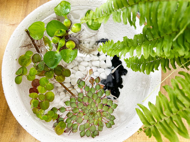 水草と生き物イメージ画像