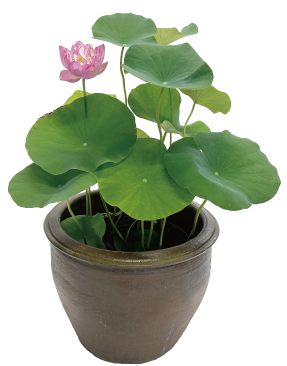 大型ハスセット開花イメージ