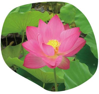 2品種から選べる_紅霞満天(こうかまんてん)