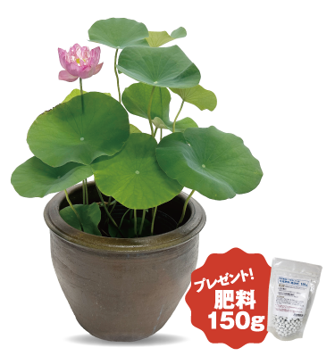 陶器鉢で育てる大型蓮栽培フルセットset-1196