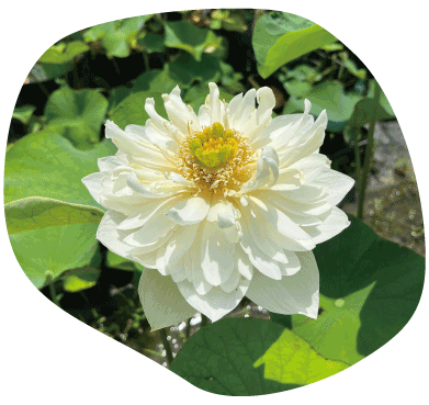 2品種から選べる_白芍葯(しろしゃくやく)