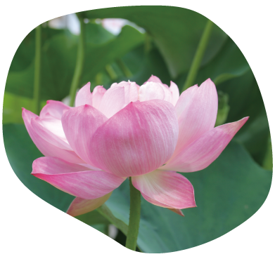 怡紅院イメージ