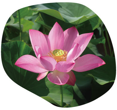 紅娃蓮イメージ