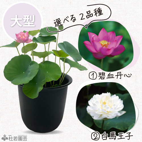 set-1199開花イメージ