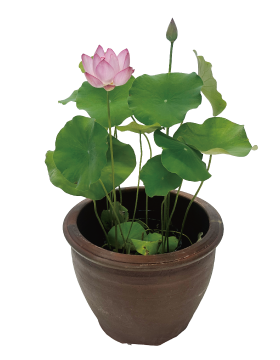 大型ハスセット開花イメージ