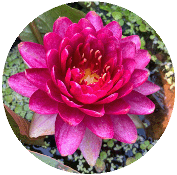 アナンタチャイ