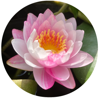 バンコク・キャンディ