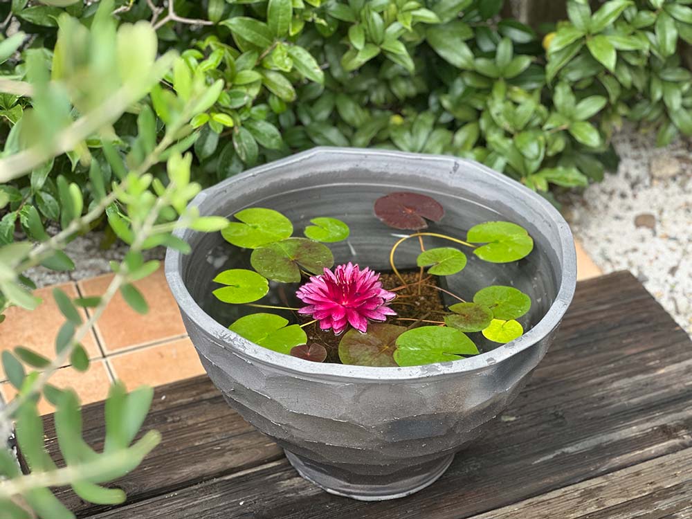 set-1201アナンタチャイ開花イメージ