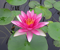 温帯スイレン赤