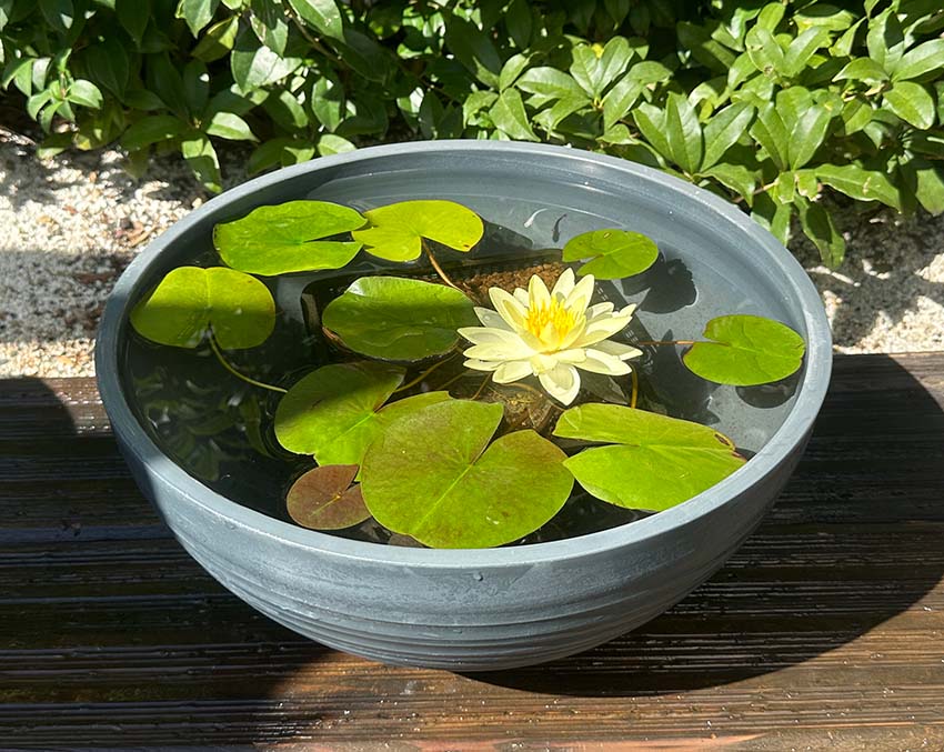 set-1202開花イメージ