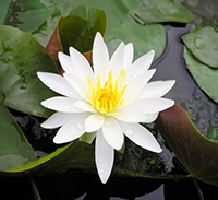 温帯スイレン白