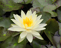 温帯スイレン黄