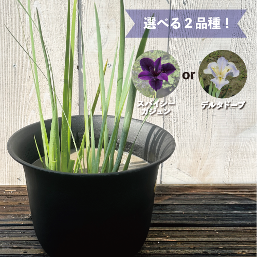 set-1203イメージ