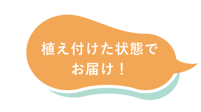 植え付けた状態でお届け吹き出し