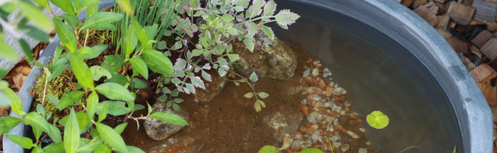 植物メインヘッダー