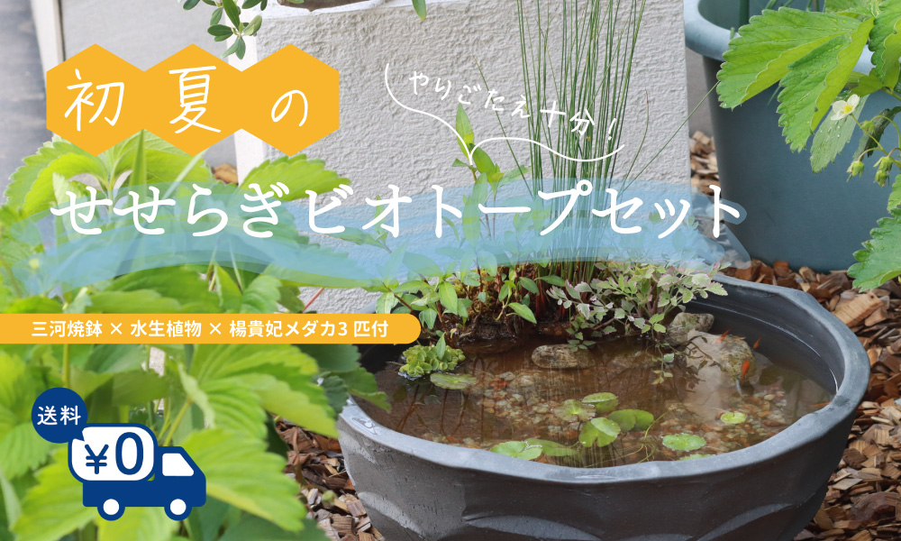 初夏のせせらぎビオトープセット-三河焼鉢×水生植物×楊貴妃メダカ3匹
