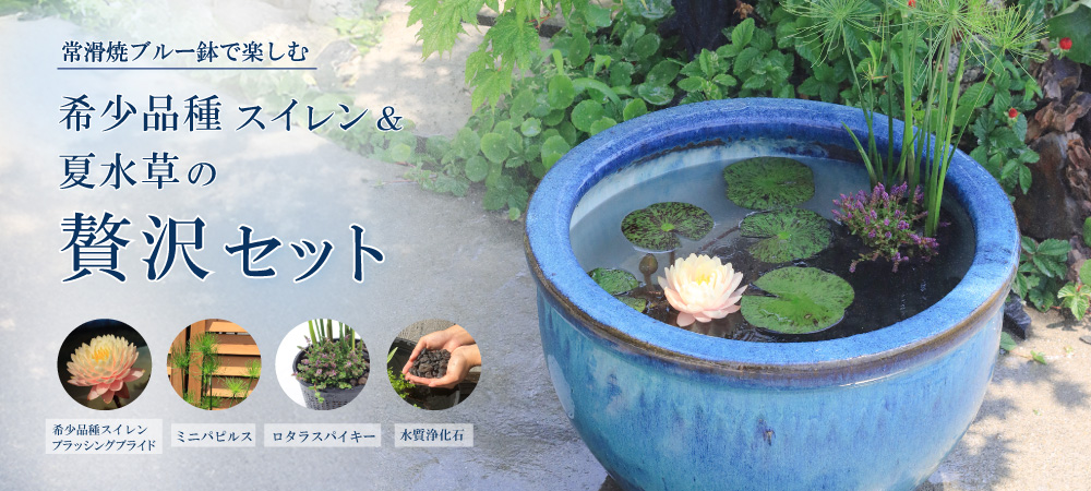 希少品種スイレン＆夏水草の贅沢セット | 杜若園芸WEBショップ｜水草の