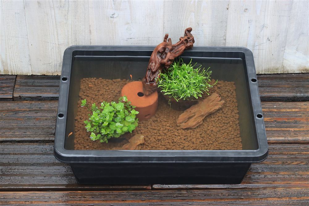 夏のイメージで見たメダカの模様替えセット