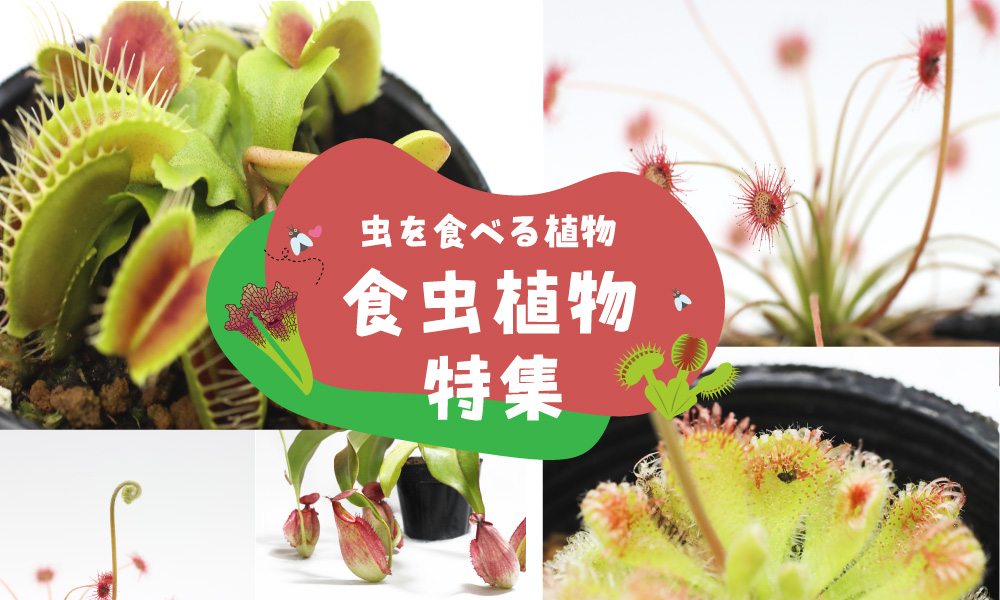 虫を食べる植物 食虫植物特集