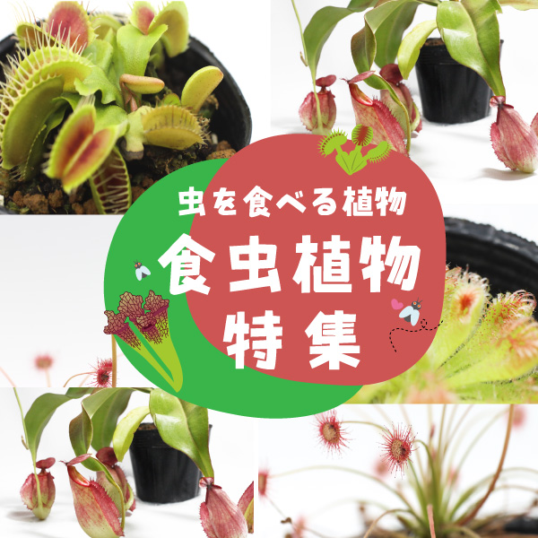 shokutyu_baner_sp.jpg