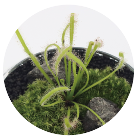 食虫植物の画像