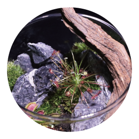 テラリウム容器の画像