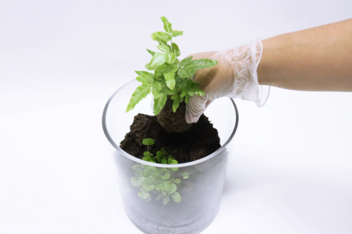 水草とシダを植付け