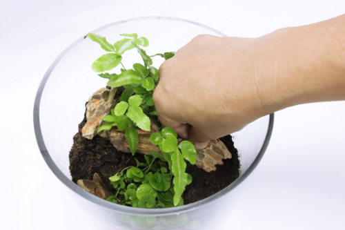 石や流木を配置