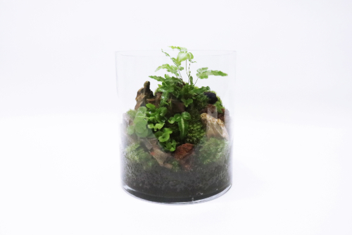 テラリウム完成図