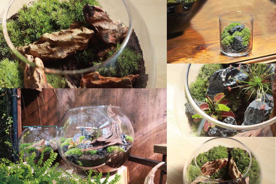 さまざまなテラリウム完成写真
