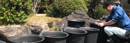 蓮の出張植え替え