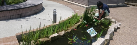 池・ビオトープ施工/メンテナンス