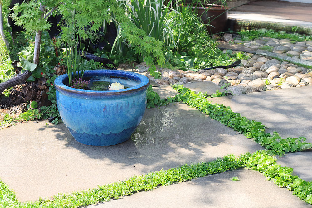 希少品種スイレン＆夏水草の贅沢セット | 杜若園芸WEBショップ｜水草の