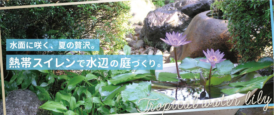 熱帯スイレンで水辺の庭づくりバナー