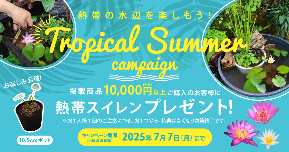 トロピカルサマーキャンペーン掲載商品10,000円(税込)以上ご購入のお客様に熱帯スイレンプレゼント※お１人１回のご注文につき、お１つのみ。特典はなくなり次第終了です。