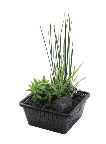 フレッシュ水草の2種植えアレンジ（ベニチガヤ/ミズユキノシタ）