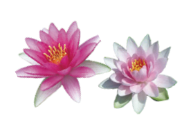 温帯スイレン赤ピンク