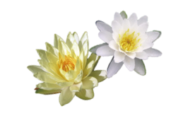 温帯スイレン黄白