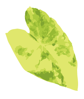 イエロースプラッシュ葉イラスト