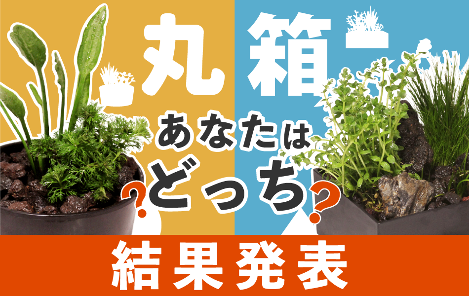 寄せ植え丸型or箱型 あなたはどっち？結果発表