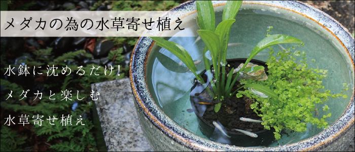 寄せ植え一覧
