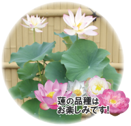 蓮の品種