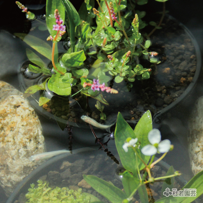 ビオトーブセット特集｜株式会社 杜若園芸