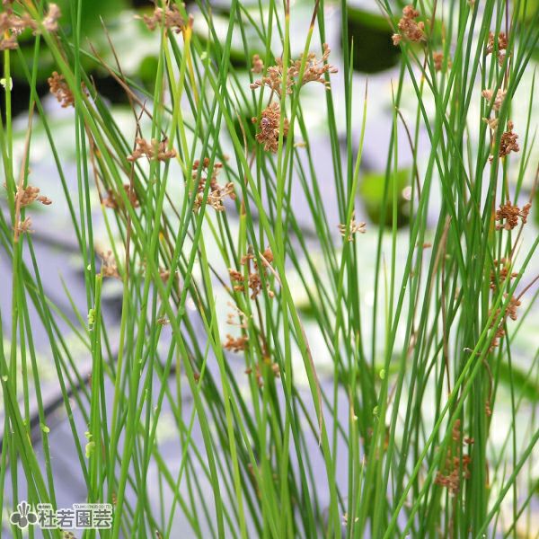 水生植物】 イグサ | 杜若園芸WEBショップ｜水草の生産販売【通販