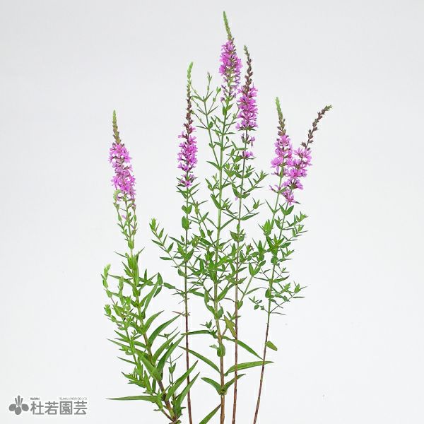水生植物】 ニオイショウブ（香り菖蒲、葉菖蒲） | 杜若園芸WEB